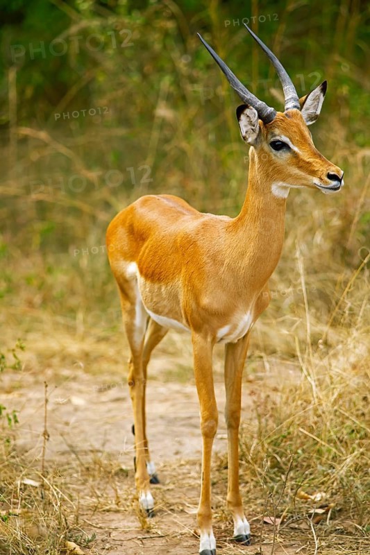 Impala (Aepyceros), Akagera National Park or Kagera National Park, Eastern Province, Rwanda