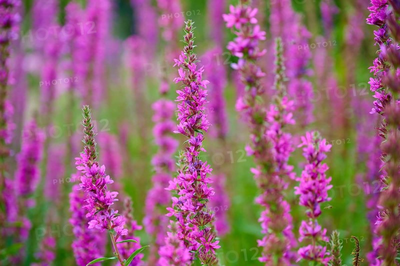 Purple flowers of medicinal loosestrife flowers in a natural meadow with green background, Purple loosestrife (Lythrum salicaria), Cawdor, Nairn, Scotland, United Kingdom, Great Britain