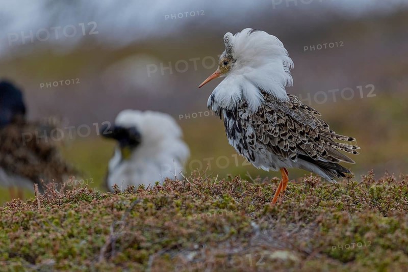Ruff (Philomachus pugnax), at the mating site, Varanger, Norway