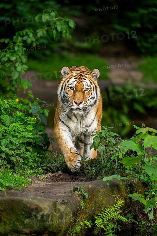 Siberian tiger or Amur tiger (Panthera tigris altaica) walking on the ground, Bavaria, Germany