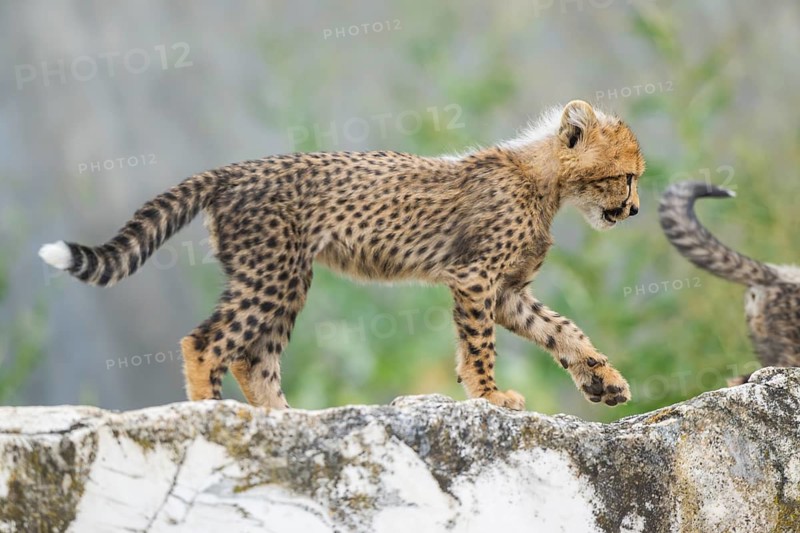 Cheetah (Acinonyx jubatus) youngster walking on a rock, captive, occurrence Africa