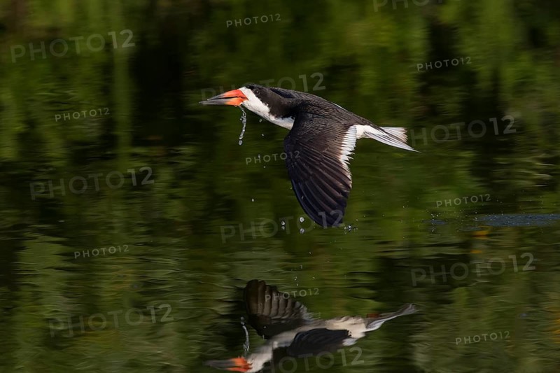 Black Skimmer (Rynchops niger) flying, New York, USA