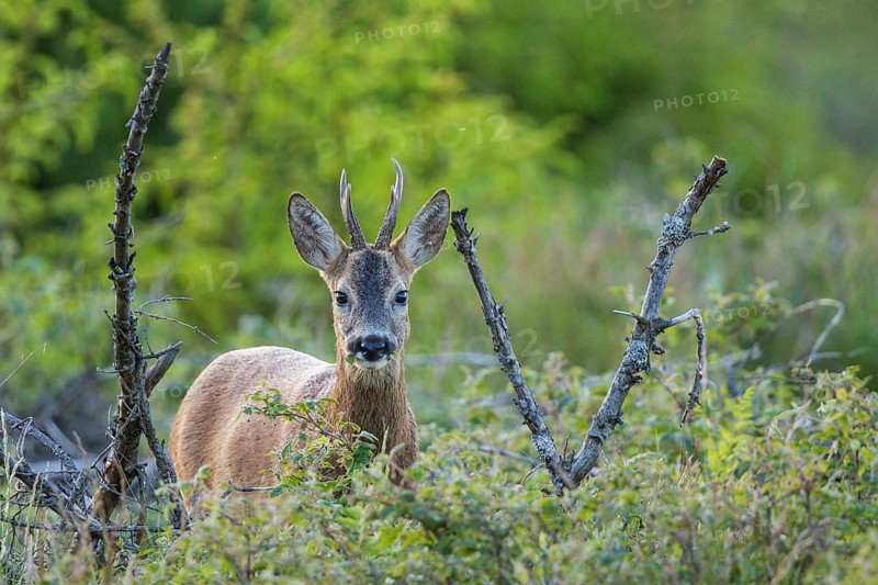 Roebuck (Capreolus capreolus), close-up, male foraging in a forest clearing in summer, looking into the camera, Hesse, Germany