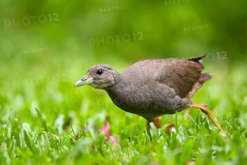 Pale-vented Bush-hen (Amaurornis moluccana ruficrissa), Queensland, Australia