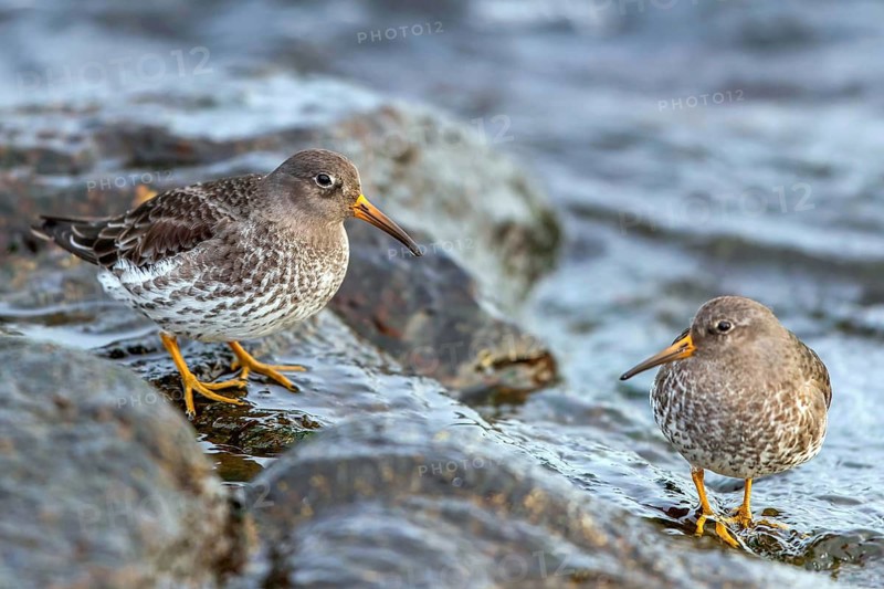 MeerstrandlÃ¤ufer