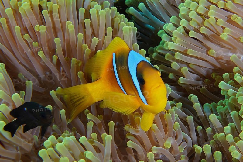 Red sea anemonefish (Amphiprion bicinctus)