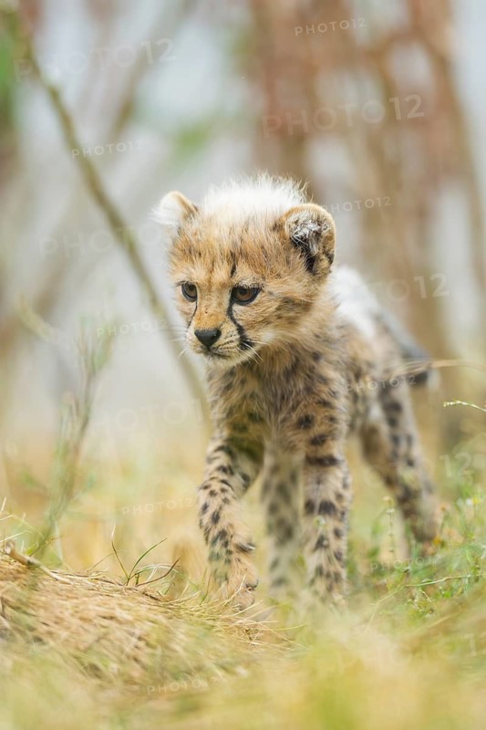Cheetah (Acinonyx jubatus) youngster walking on a meadow, captive, occurrence Africa