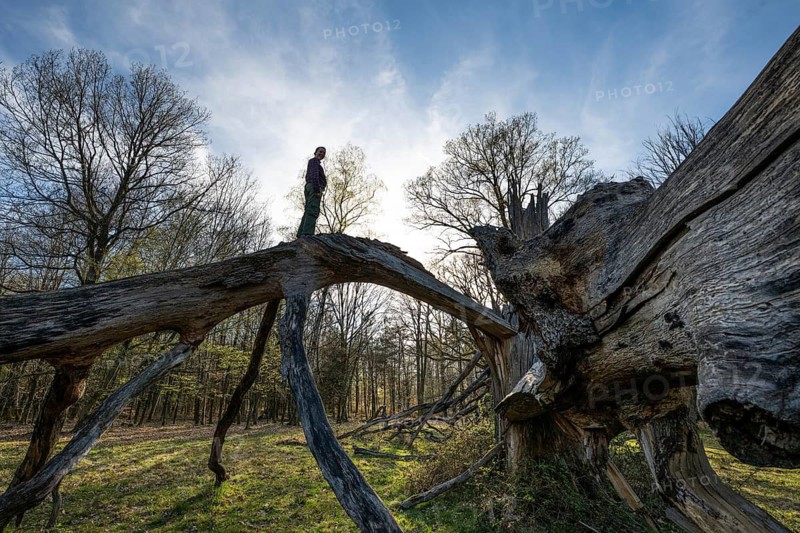 Young woman standing on an old solitary oak tree split by lightning and broken apart, Hohenlohe, Baden-Württemberg, Germany