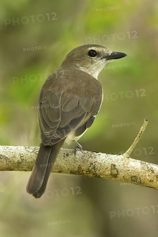 Grey Whistler (Pachycephala simplex), Northern Territory, Australia