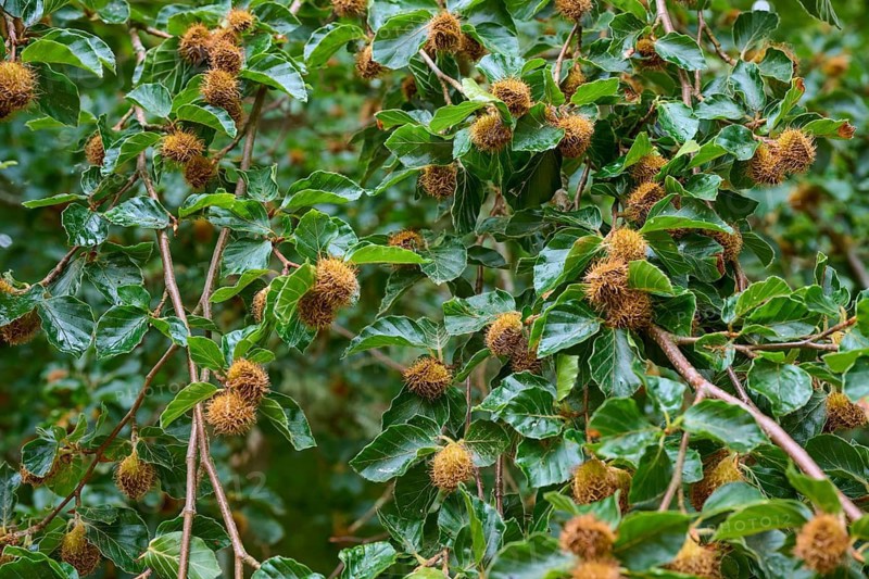 Close-up of tree branches with green leaves and ripe beechnuts in sunlight, beechnuts, beech (Fagus), Cawdor, Nairn, Scotland, United Kingdom, Great Britain