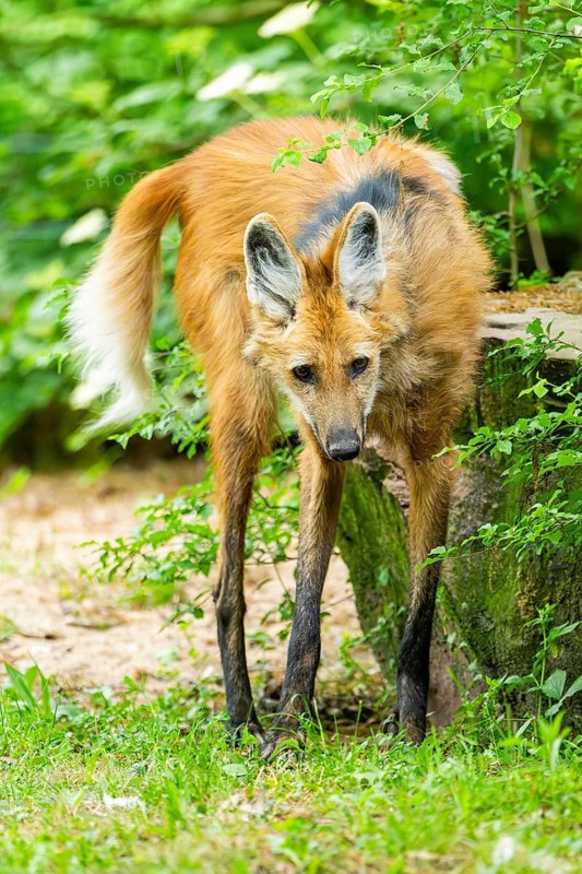 Maned wolf (Chrysocyon brachyurus) walking around, Germany