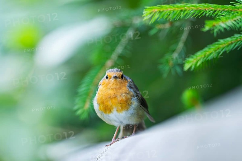 European robin (Erithacus rubecula) sitting on a wood, Bavaria, Germany