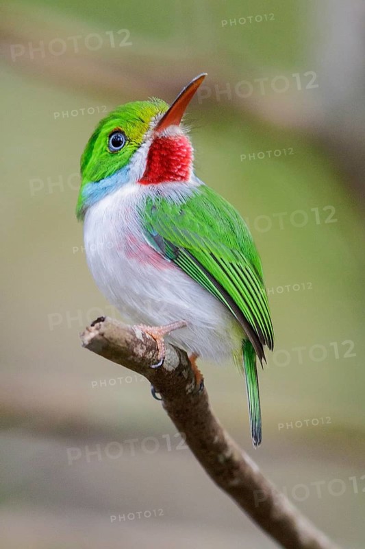 Cuban Tody (Todus multicolor) perched on a branch in Cuba