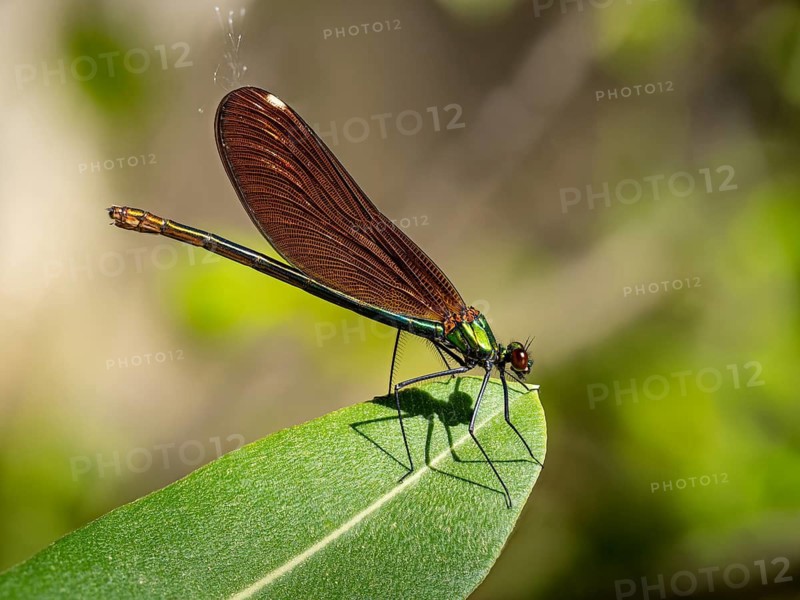 Dragonfly, Dragonfly, Dragonfly, Greece, Lesbos Island, (Crocothemis erythraea), Lesbos, Lesbos Island, Greece