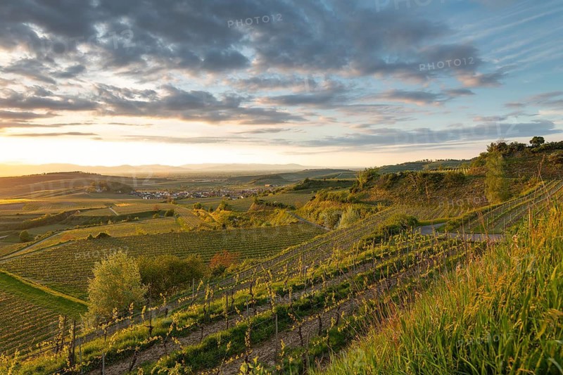 Sunset over vineyards at Mondhalde near Bischoffingen. View towards the Rhine Valley and Vosges Mountains in late April. Vogtsburg, Germany