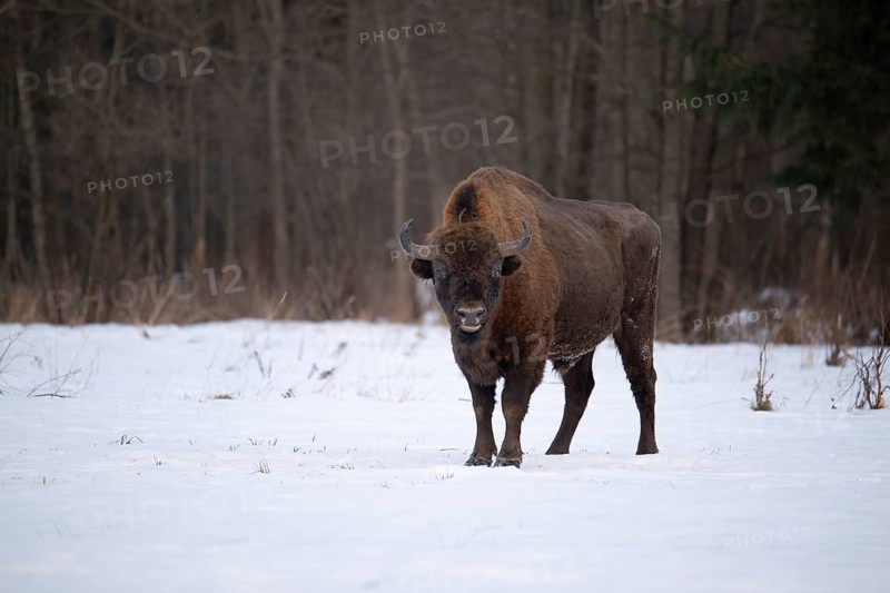 European bison (Bos bonasus, Bison bonasus), bison bull standing in a forest clearing in winter, Podlaskie Voivodeship, Poland