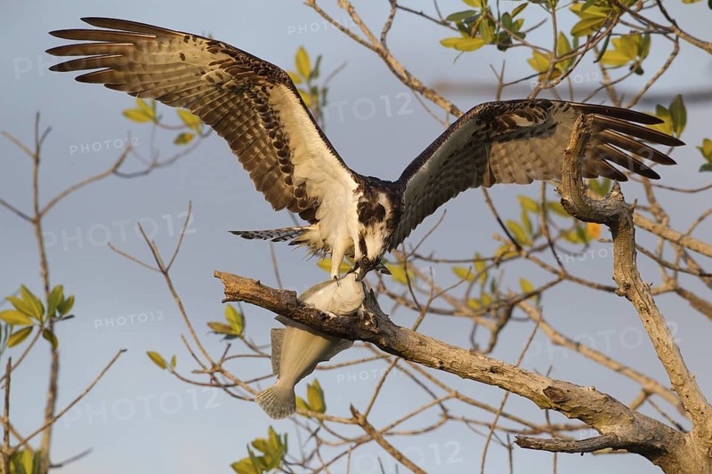 Western Osprey (Pandion haliaetus) feeding on fish prey on a branch, Florida, USA