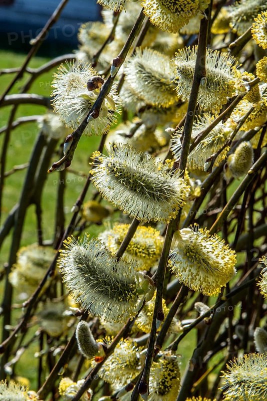 Hanging pussy willow (Salix caprea 'Kilmarnock') in spring in Ystad, Skåne County, Sweden, Scandinavia