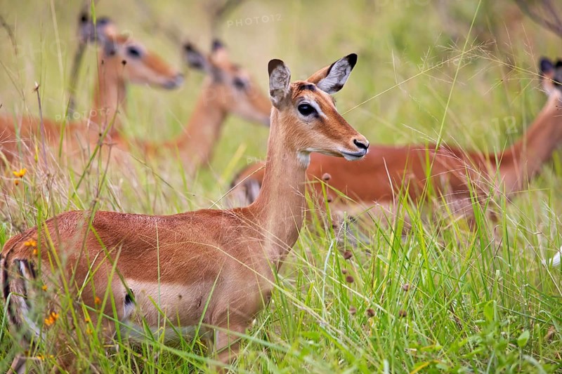 Impalas (Aepyceros) in tall grass, Akagera National Park or Kagera National Park, Eastern Province, Rwanda