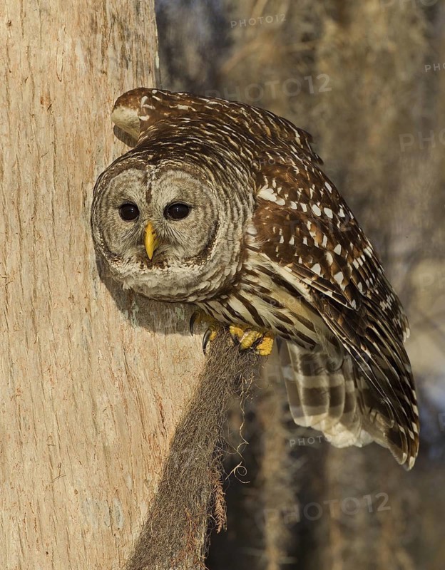 Barred Owl (Strix varia), Florida, USA