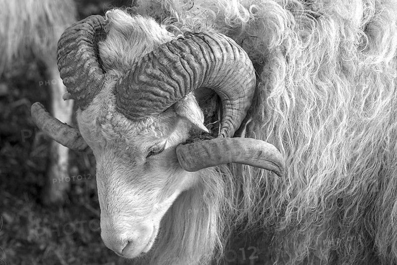 Sheep (Ovis aries), portrait of a male Moorschnucke with horn, black and white, Rehna, Mecklenburg-Vorpommern, Germany
