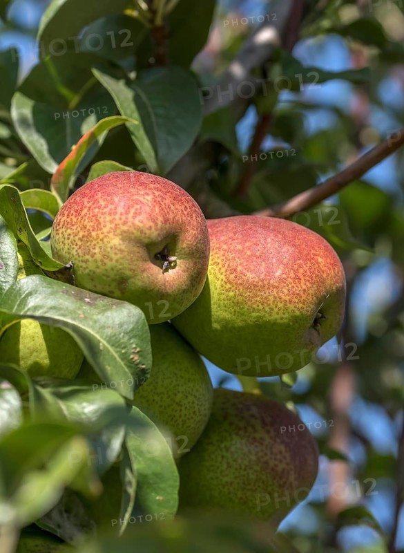 Pear (Pyrus communis FORELLENBIRNE), ZALF Müncheberg, Germany