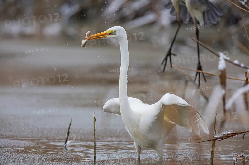 Great White Egret (Egretta alba) Germany