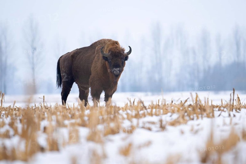 European bison (Bos bonasus, Bison bonasus) Bull bison standing in a field in winter, Podlaskie Voivodeship, Poland
