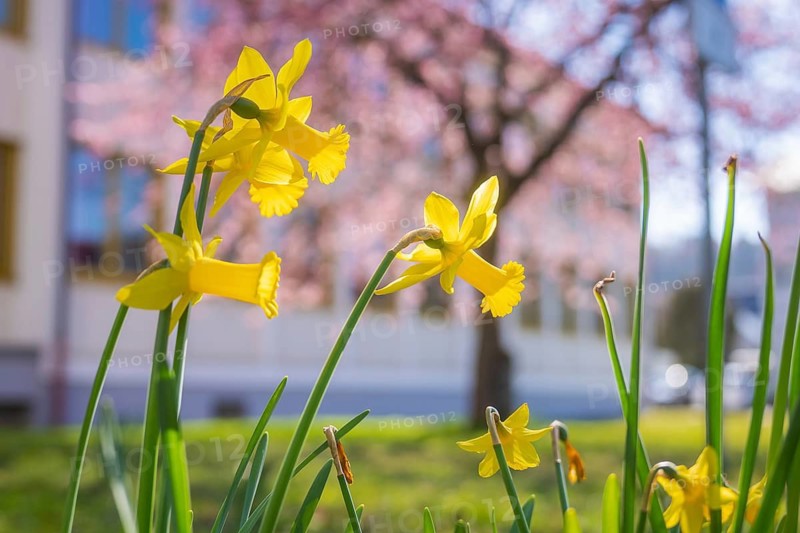 Yellow daffodils bloom in the foreground with a blurred background in a spring-like atmosphere, Althengstett, Calw district, Germany