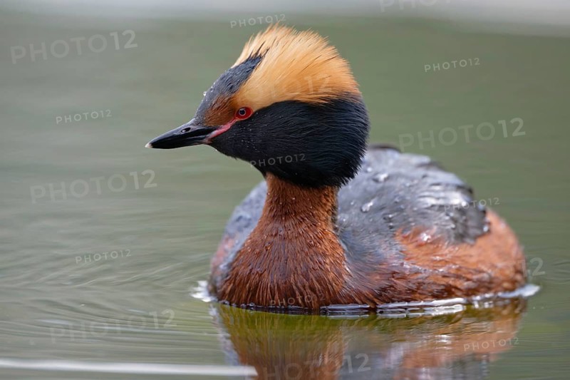 Horned Grebe (Podiceps auritus), Dalarna, Sweden