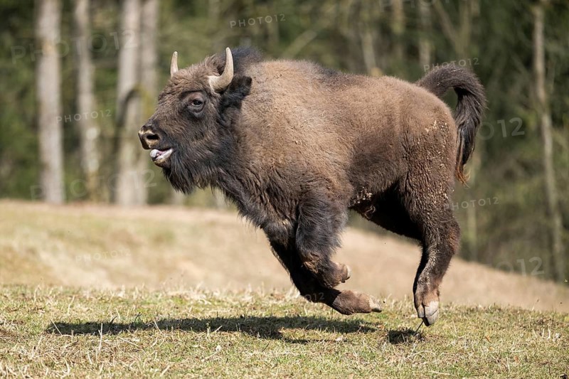 European bison (Bison bonasus) running fast on a meadow, Bavaria, Germany