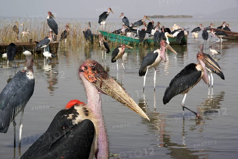 Africa, Ethiopia, Marabou on Lake Langano, Lake Langano, Ethiopia