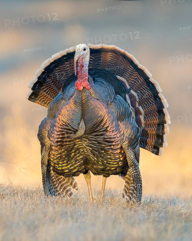 Wild Turkey (Meleagris gallopavo) male, California, USA