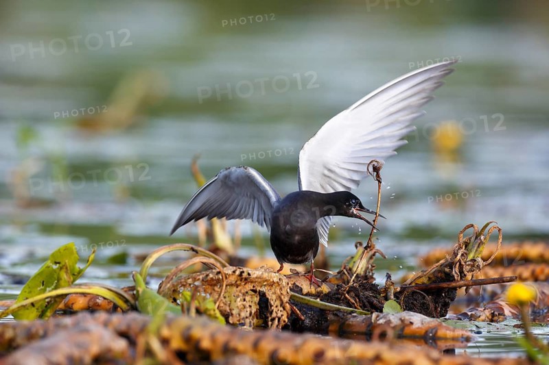 Black Tern (Chlidonias niger) building its nest, Mecklenburg-Western Pomerania, Germany