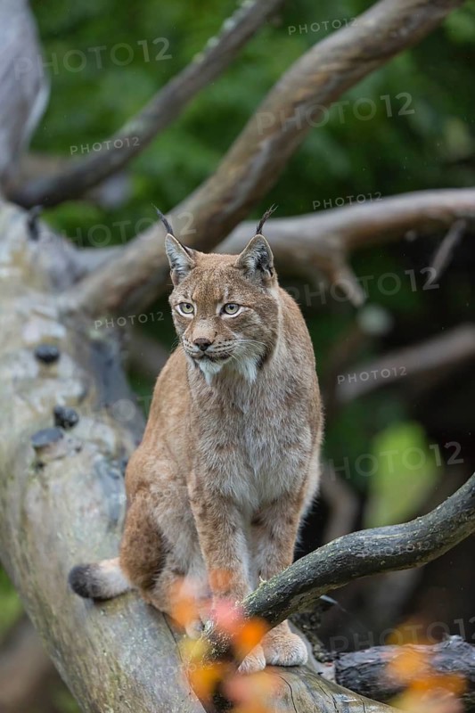 One Eurasian lynx, (Lynx lynx), sitting on fallen dead tree with a green natural background and autumnal leaves in the foreground