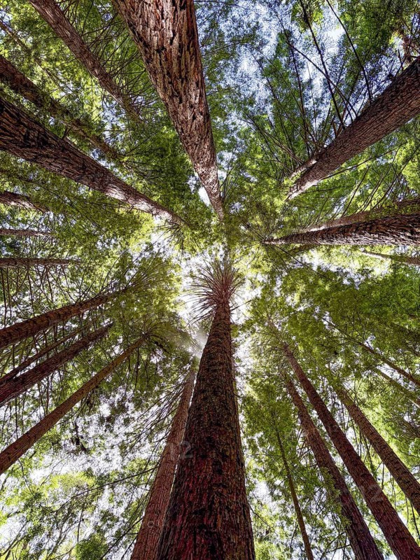 Upward view of towering redwood trees, their trunks reaching skyward, surrounded by lush green foliage in the Great Ocean Road, Australia. Sunlight filters through, creating a serene, natural canopy