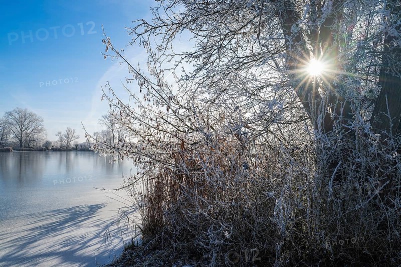 Trees with hoarfrost on a pond, in backlight with sun star, blue sky, Thuringia, Germany