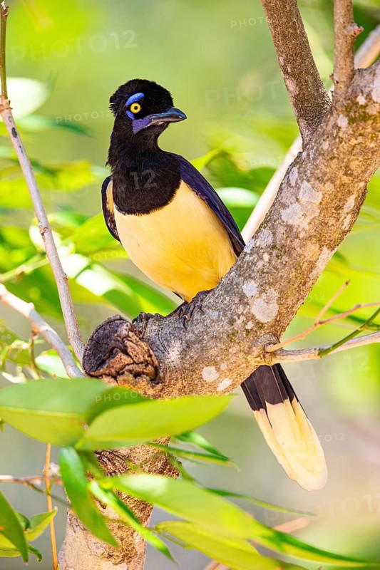 Plush-crested jay (Cyanocorax chrysops) Pantanal Brazil