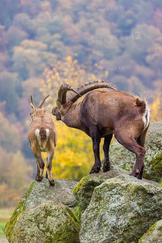 Two ibex (Capra ibex), a male and a female, stand on a rock. The male shows some flehming and sniffs on the female