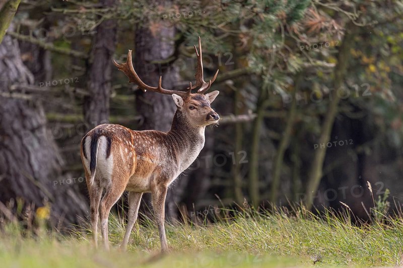 Fallow deer (dama dama), male, deer, Zandvoort, North Holland, Netherlands
