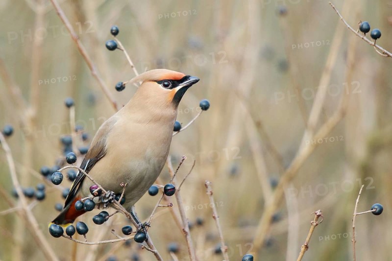 Bohemian Waxwing (Bombycilla garrulus), North Rhine-Westphalia, Germany