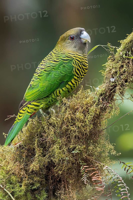 Brehm's Tiger Parrot (Psittacella brehmii) perched on a branch in Papua New Guinea