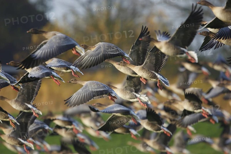 Pink-footed Goose (Anser brachyrhynchus) flying, Friesland, Netherlands