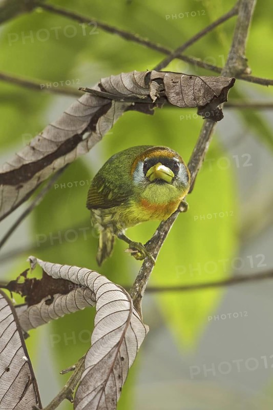 Red-headed Barbet (Eubucco bourcierii) female, Ecuador