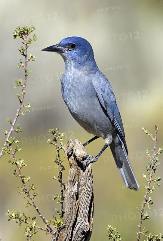 Pinyon Jay (Gymnorhinus cyanocephalus), Oregon, USA