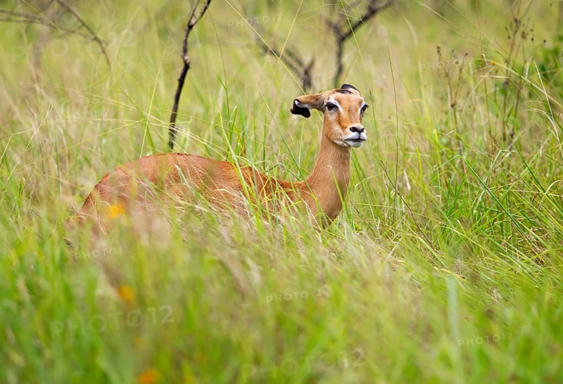 Impala (Aepyceros) in tall grass, Akagera National Park or Kagera National Park, Eastern Province, Rwanda