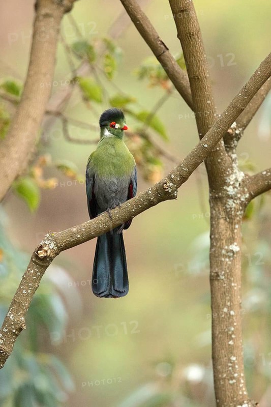 White-cheeked Turaco (Tauraco leucotis) perched on a branch, Oromia, Ethiopia