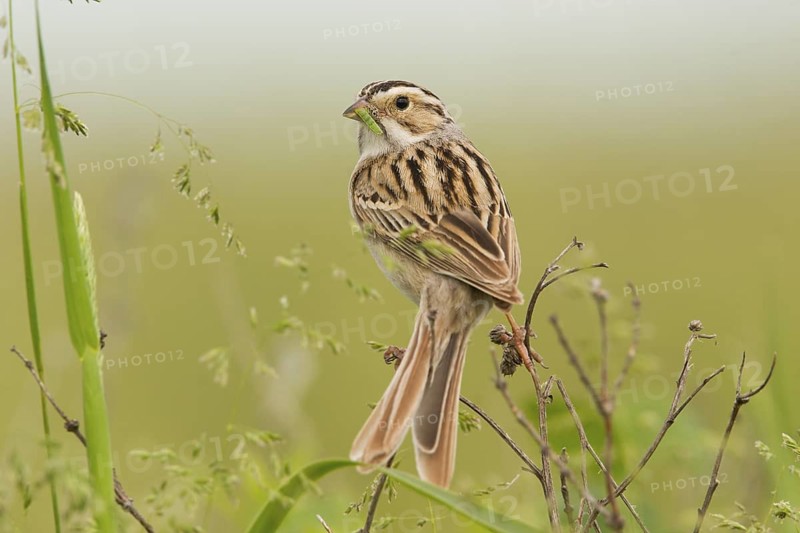 Clay-colored Sparrow Spizella pallida Appleton, Chippewa County, Minnesota, United States 30 May Adult Emberizidae