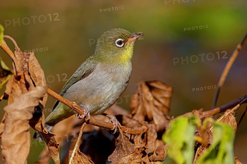 Somali White-eye, (Zosterops abyssinica), Animals, Birds, Middle East, Tawi Atayr, Salalah, Dhofar, Oman