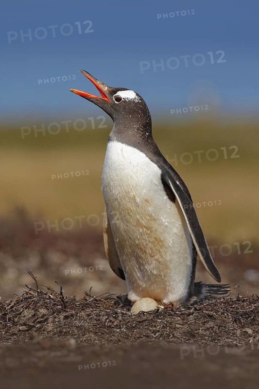 Nesting penguin on the meadow. Gentoo penguin in the nest wit two eggs, Falkland Islands. Animal behaviour, bird in the nest with egg. Wildlife scene in the nature. Penguin with eggs in Antarctica